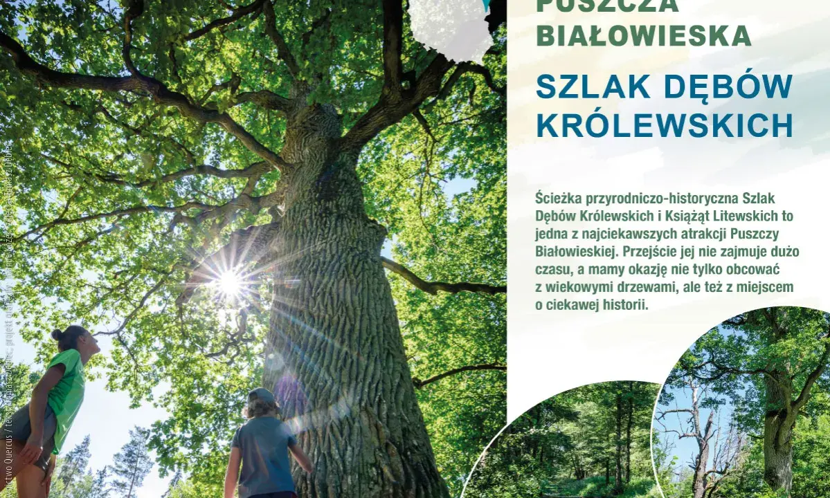 Dzieci podziwiają potężny dąb na Szlaku Dębów Królewskich w Puszczy Białowieskiej. Słońce przebija się przez liście.