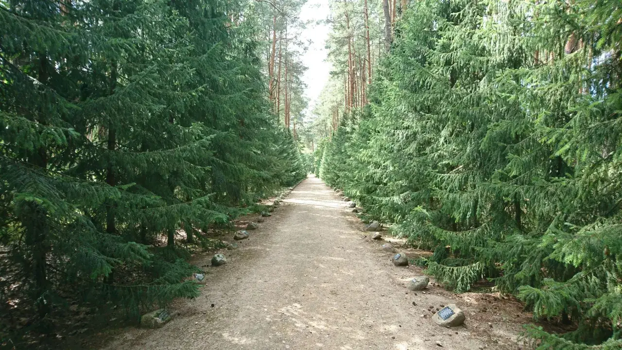 Ścieżka przez las w Sobiborskim Parku Krajobrazowym, otoczona gęstymi świerkami. Kamienie z tabliczkami wyznaczają drogę.