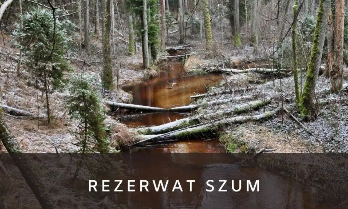 Zimowy krajobraz w rezerwat szum. Brązowa rzeka płynie przez las pełen powalonych drzew i iglaków, pokrytych delikatnym śniegiem.