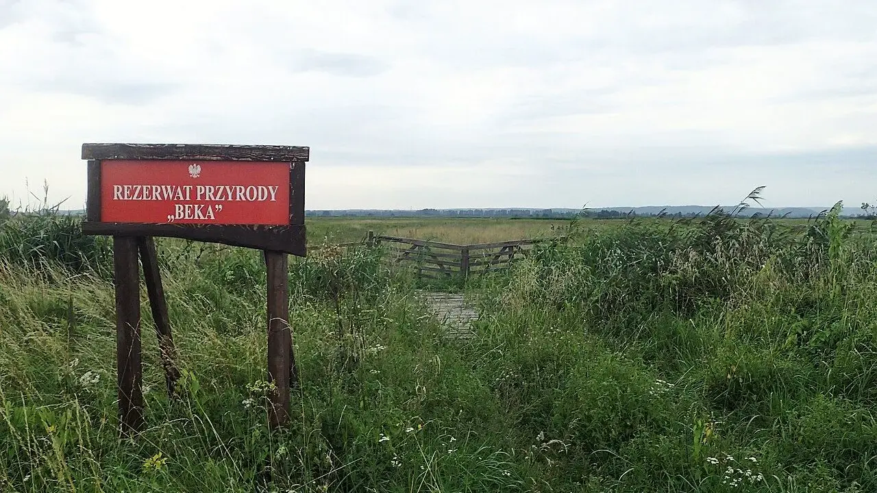 Tablica informacyjna "Rezerwat Przyrody Beka" wśród dzikiej roślinności. Drewniana kładka prowadzi w głąb rozległych łąk.