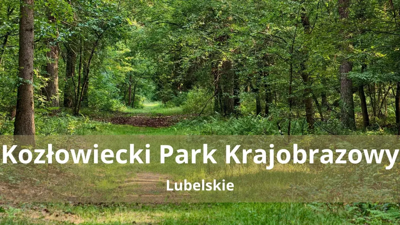 Ścieżka przez zielony las w Kozłowieckim Parku Krajobrazowym.