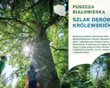 Dzieci podziwiają potężny dąb na Szlaku Dębów Królewskich w Puszczy Białowieskiej. Słońce przebija się przez liście.
