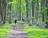 Grupa turystów wędruje leśną ścieżką. W oddali widać skalisty krajobraz, a po bokach rosną wysokie drzewa.