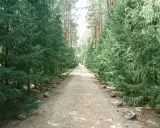 Ścieżka przez las w Sobiborskim Parku Krajobrazowym, otoczona gęstymi świerkami. Kamienie z tabliczkami wyznaczają drogę.