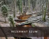 Zimowy krajobraz w rezerwat szum. Brązowa rzeka płynie przez las pełen powalonych drzew i iglaków, pokrytych delikatnym śniegiem.