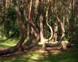Krzywy Las koło Gryfina – niezwykłe atrakcje przyrodnicze. Dęby o fantazyjnie powykrzywianych pniach tworzą magiczny krajobraz.