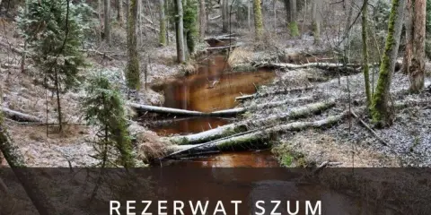 Zimowy krajobraz w rezerwat szum. Brązowa rzeka płynie przez las pełen powalonych drzew i iglaków, pokrytych delikatnym śniegiem.