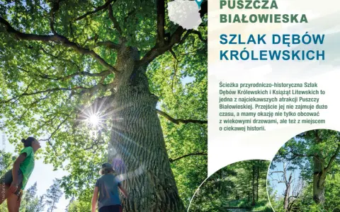 Dzieci podziwiają potężny dąb na Szlaku Dębów Królewskich w Puszczy Białowieskiej. Słońce przebija się przez liście.