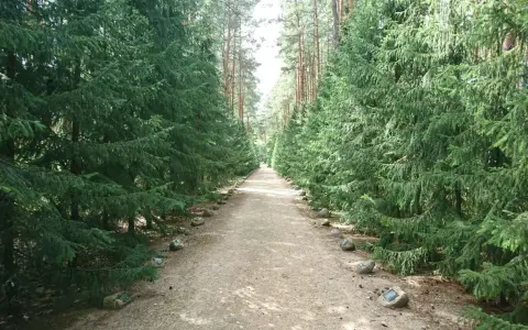 Ścieżka przez las w Sobiborskim Parku Krajobrazowym, otoczona gęstymi świerkami. Kamienie z tabliczkami wyznaczają drogę.