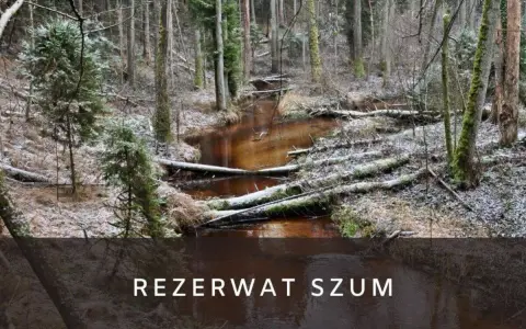 Zimowy krajobraz w rezerwat szum. Brązowa rzeka płynie przez las pełen powalonych drzew i iglaków, pokrytych delikatnym śniegiem.