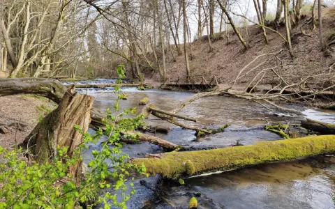 Szumy nad Tanwią tworzą malowniczy krajobraz. Woda płynie wśród powalonych drzew, niektóre pokryte zielonym mchem.