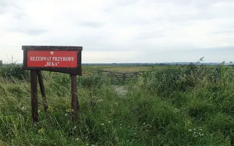 Tablica informacyjna "Rezerwat Przyrody Beka" wśród dzikiej roślinności. Drewniana kładka prowadzi w głąb rozległych łąk.
