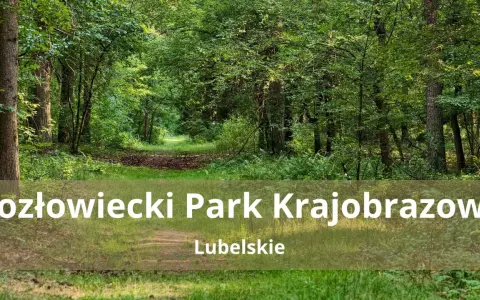 Ścieżka przez zielony las w Kozłowieckim Parku Krajobrazowym.