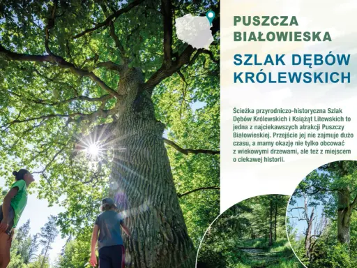 Dzieci podziwiają potężny dąb na Szlaku Dębów Królewskich w Puszczy Białowieskiej. Słońce przebija się przez liście.