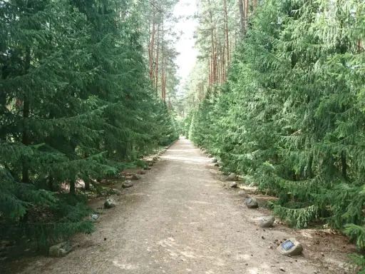 Ścieżka przez las w Sobiborskim Parku Krajobrazowym, otoczona gęstymi świerkami. Kamienie z tabliczkami wyznaczają drogę.