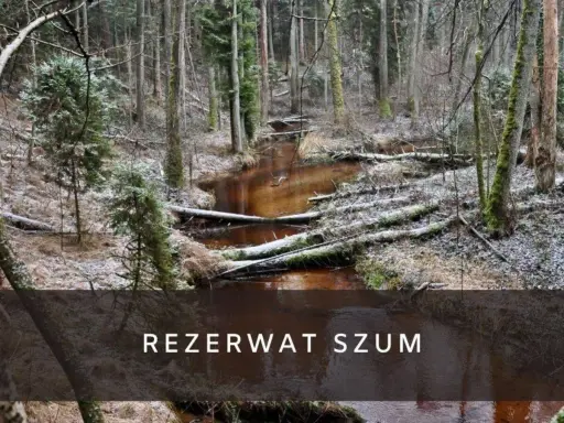 Zimowy krajobraz w rezerwat szum. Brązowa rzeka płynie przez las pełen powalonych drzew i iglaków, pokrytych delikatnym śniegiem.