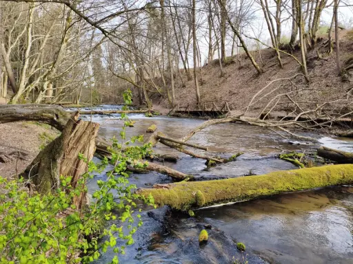 Szumy nad Tanwią tworzą malowniczy krajobraz. Woda płynie wśród powalonych drzew, niektóre pokryte zielonym mchem.