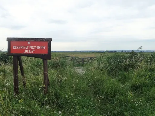 Tablica informacyjna "Rezerwat Przyrody Beka" wśród dzikiej roślinności. Drewniana kładka prowadzi w głąb rozległych łąk.