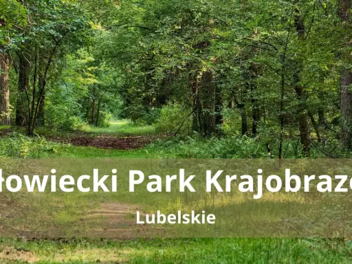 Ścieżka przez zielony las w Kozłowieckim Parku Krajobrazowym.