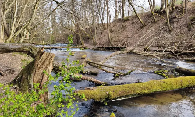 Szumy nad Tanwią tworzą malowniczy krajobraz. Woda płynie wśród powalonych drzew, niektóre pokryte zielonym mchem.