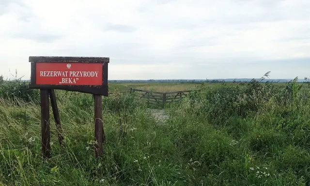 Tablica informacyjna "Rezerwat Przyrody Beka" wśród dzikiej roślinności. Drewniana kładka prowadzi w głąb rozległych łąk.
