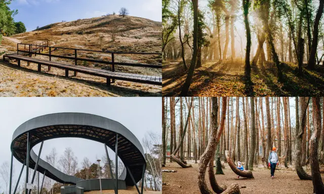 Trzebież atrakcje: ścieżka na wzgórze, słoneczny las, nowoczesna kładka i Krzywy Las.