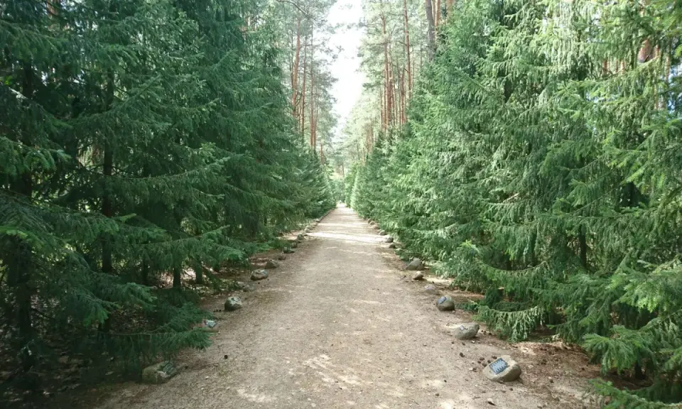 Ścieżka przez las w Sobiborskim Parku Krajobrazowym, otoczona gęstymi świerkami. Kamienie z tabliczkami wyznaczają drogę.