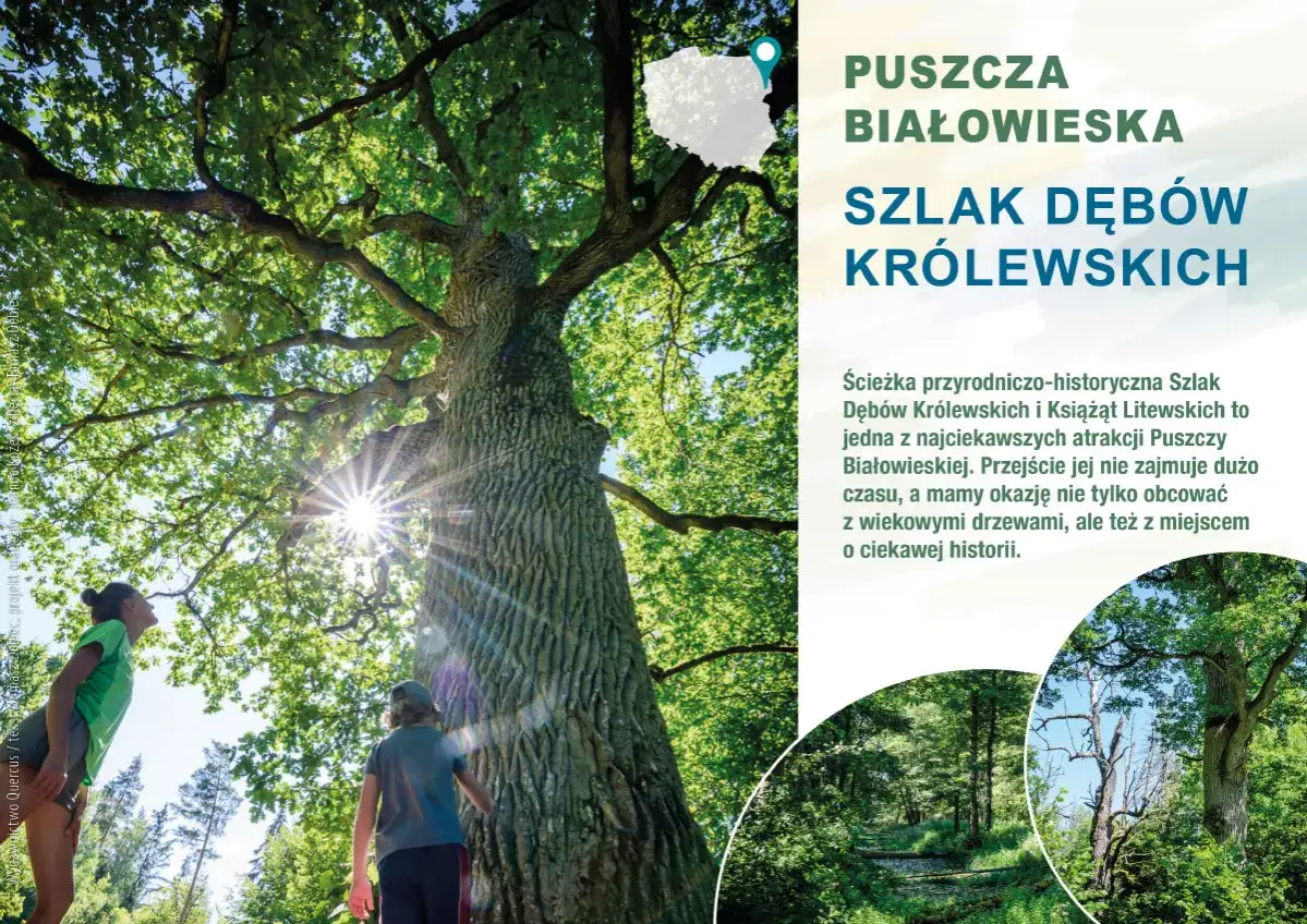 Dzieci podziwiają potężny dąb na Szlaku Dęb&oacute;w Kr&oacute;lewskich w Puszczy Białowieskiej. Słońce przebija się przez liście.