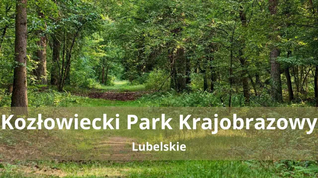 Ścieżka przez zielony las w Kozłowieckim Parku Krajobrazowym.